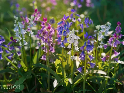 Bluebell Pack vol05 3D model