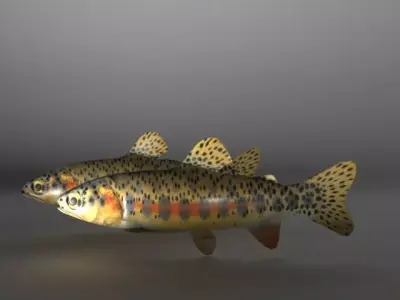 Fish Series 02 Low-poly 3D model