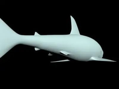  sea shark  3D model
