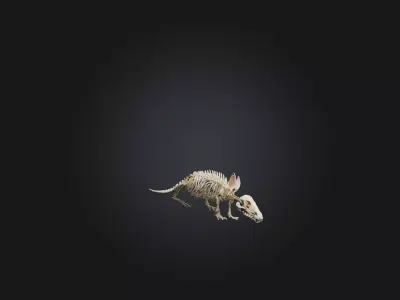 Realistic Armadillo Skeleton Model Low-poly 3D model