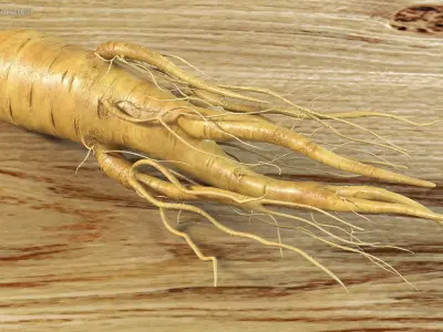  Fresh Ginseng Root 