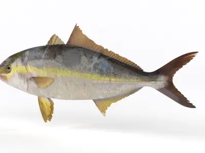 Trevally Fish 3D model