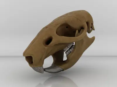 Rat skull 3D model