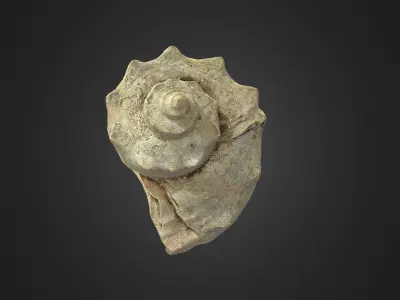 shell Low-poly 3D model