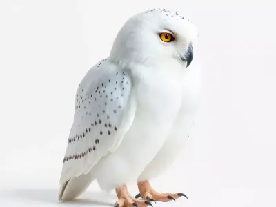 Majestic Snowy Owl model pack Low-poly 3D model