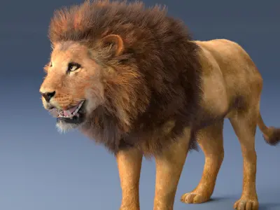 African Lion Hair Fur Rigged 3D model