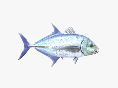 Bluefin Trevally 3D model