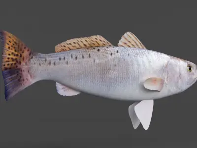 Seatrout Fish 3D model