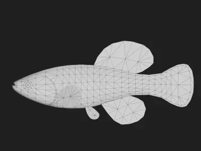 Killi fish Low-poly 3D model