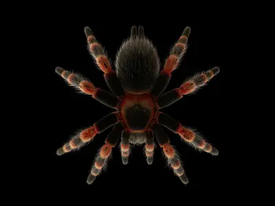 Tarantula Low-poly 3D model get