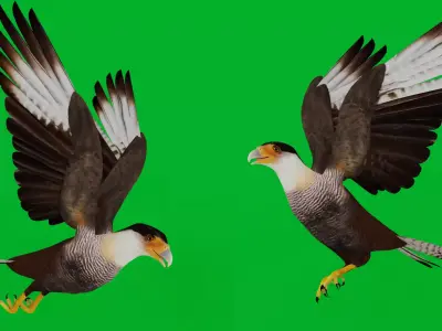 Caracara Falcon Bird Low-poly 3D model
