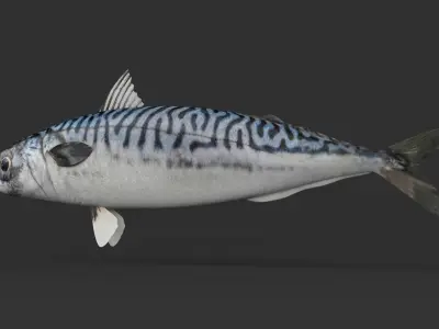 Mackerel Fish 3D model purchase