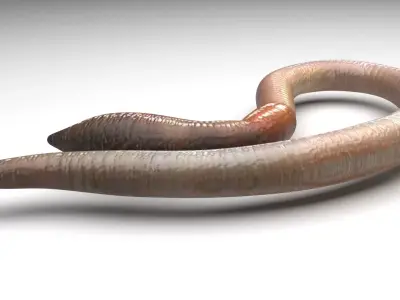 Earthworm 3D model get
