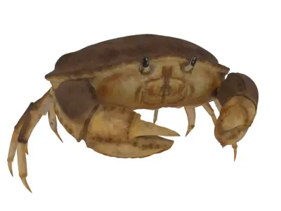 Crab Model Free low-poly 3D model
