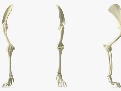  Anatomical Skeleton Left Forelimb of Dog 