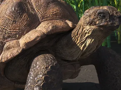 Dirty Old Giant Turtle Stand Pose(1) 3D model
