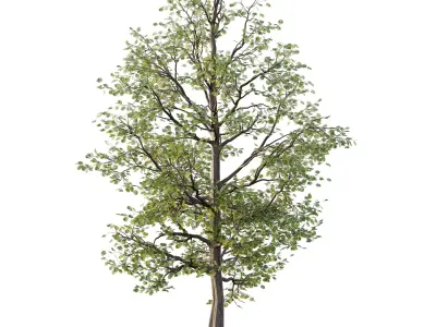 Mountain Ash Tree 19 3D model