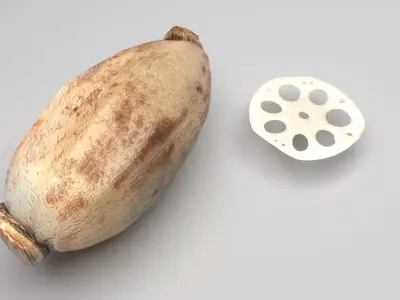 Lotus Root 3D model purchase