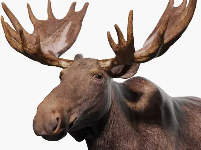 Moose Textured VFX MUSCLE SIMULATION 3D model