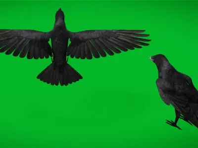 European Common Raven Bird Low-poly 3D model