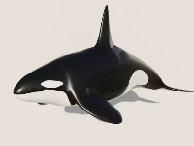 Killer Whale - Low-poly 3D model Free low-poly 3D model