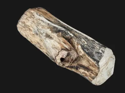 Tree trunk wood 3d scan in highpoly 3D model