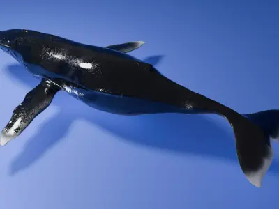 Humpback Whale 3D model purchase