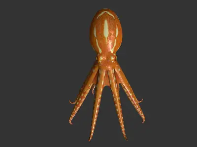 Octopus Low-poly 3D model get