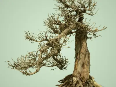 Stylised Dead Tree Collection 3D model