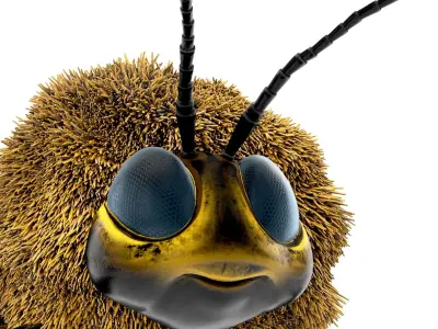 Bumblebee cartoon rigged animated Low-poly 3D model