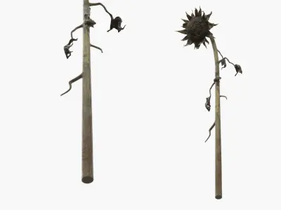 Dried Sunflower Plant Wilted Fur 3D model