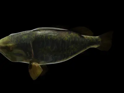 Lowpoly Largemouth Bass Low-poly 3D model
