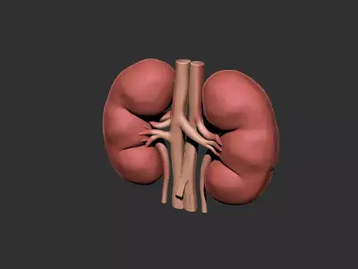 kidneys human anatomy organ 3D print model