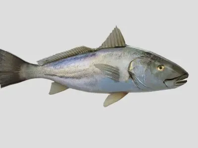 Orangemouth Corvina Realistic Animated Low-poly 3D model