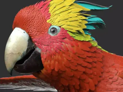 Parrot 3D model order