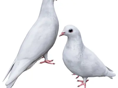 Pigeon pair of pigeons 3D model