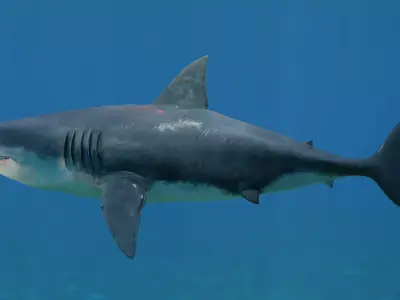 White Shark Low-poly 3D model