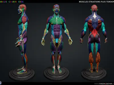 Human Anatomy Kit Commercial License Low-poly 3D model
