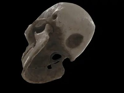 human skull 3D model