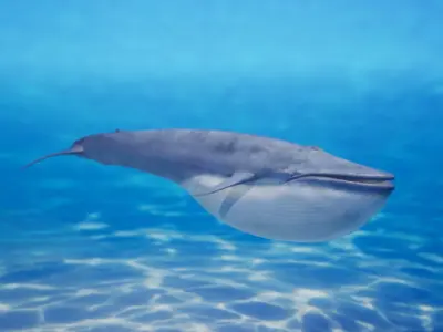 Blue whale Rig UNREAL project   Maya base rig 3D model