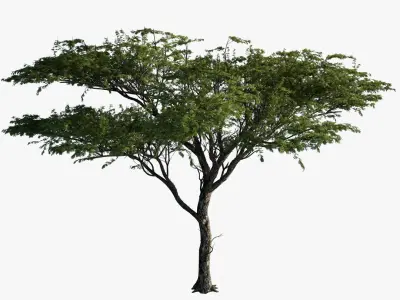 Acacia_01 3D model