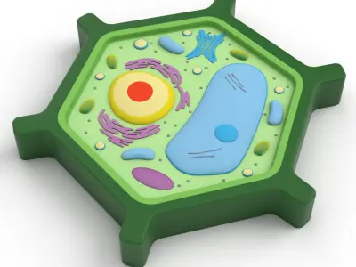 Plant Cell v5 3D model