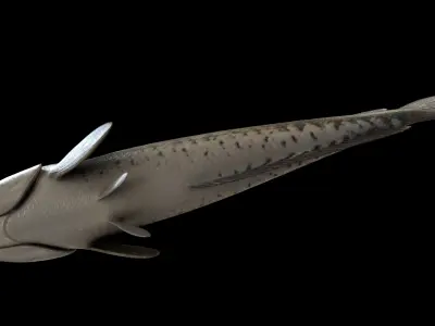 Snakeheadfish 3D model