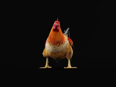 Male Chicken Rooster Low-poly 3D model
