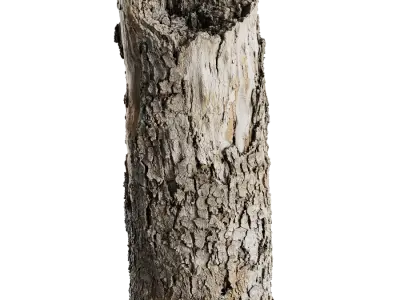  Medium Broken Flaking Conifer Stump Model 