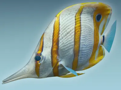 Butterfly Fish 3D model