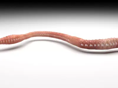 Earthworm 3D model 3