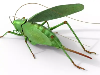 Tettigonia viridissima green bush Free low-poly 3D model