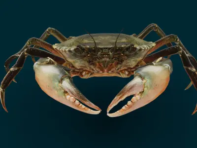 Realistic Crab Animated 3D model