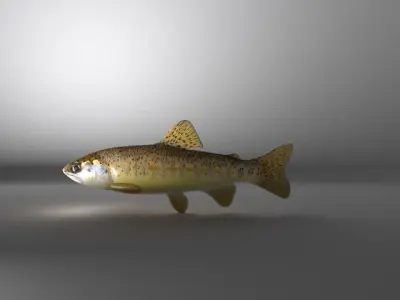 Fish Series 01 Low-poly 3D model